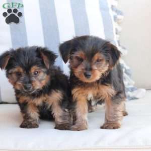 Bentley, Yorkie Puppy