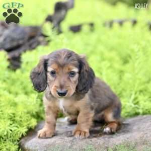 Ashley, Dachshund Puppy