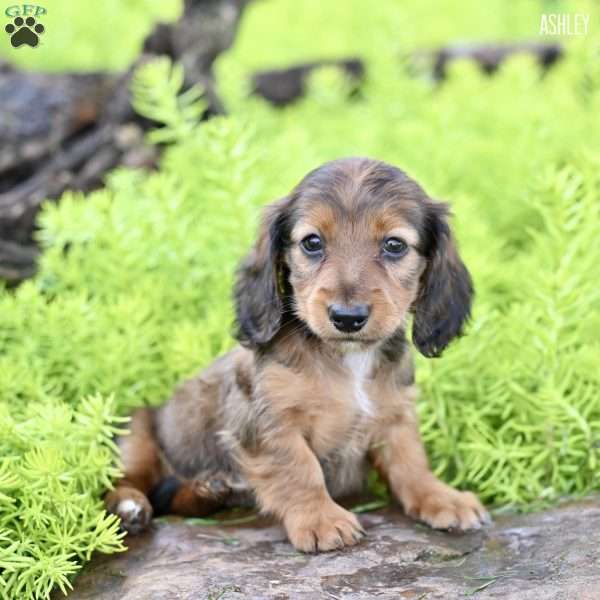 Ashley, Dachshund Puppy