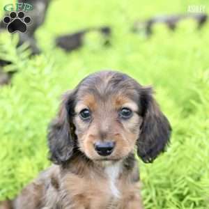 Ashley, Dachshund Puppy