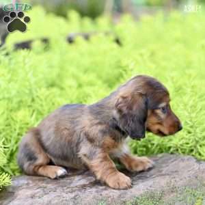 Ashley, Dachshund Puppy