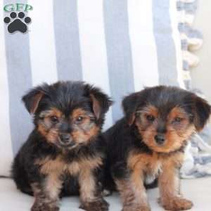 Piper, Yorkie Puppy