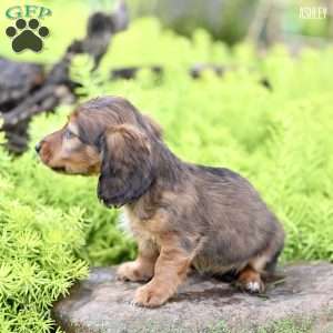 Ashley, Dachshund Puppy