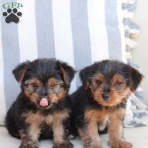 Bentley, Yorkie Puppy