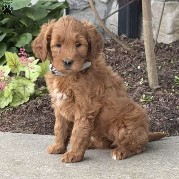 Holly, Goldendoodle Puppy