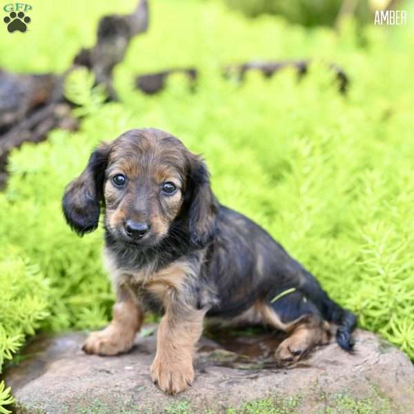 Amber, Dachshund Puppy