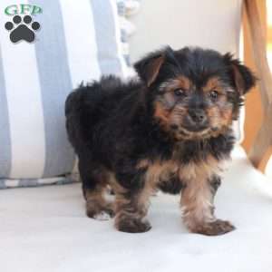 Piper, Yorkie Puppy
