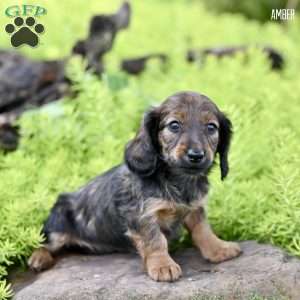 Amber, Dachshund Puppy