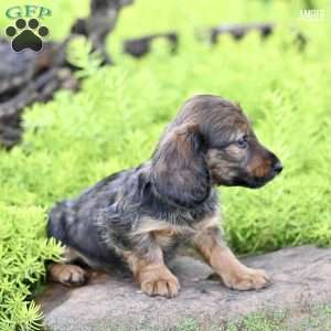 Amber, Dachshund Puppy