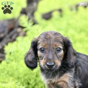 Amber, Dachshund Puppy