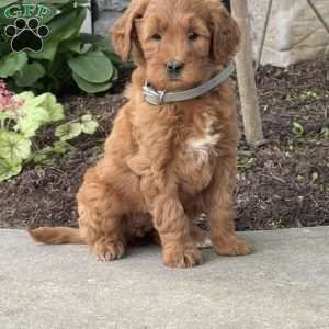 Holly, Goldendoodle Puppy