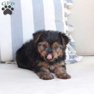 Piper, Yorkie Puppy
