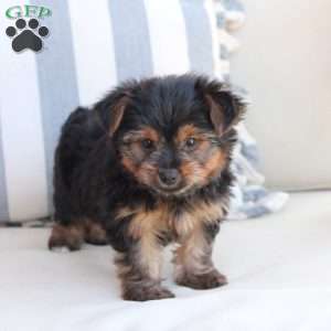 Piper, Yorkie Puppy