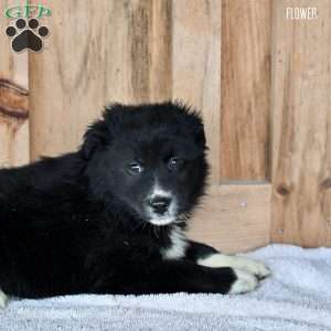Flower, Australian Shepherd Puppy