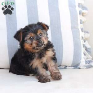 Piper, Yorkie Puppy