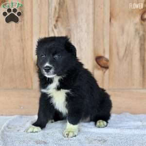 Flower, Australian Shepherd Puppy