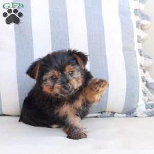 Piper, Yorkie Puppy