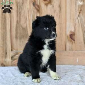 Flower, Australian Shepherd Puppy
