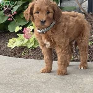 Holly, Goldendoodle Puppy
