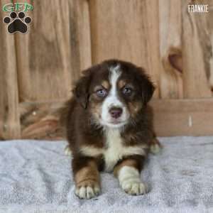 Frankie, Australian Shepherd Puppy