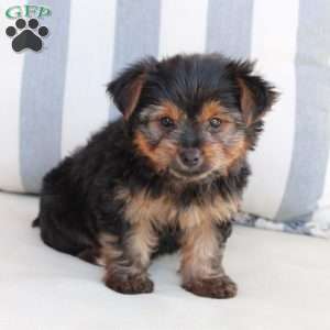 Piper, Yorkie Puppy