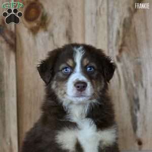 Frankie, Australian Shepherd Puppy