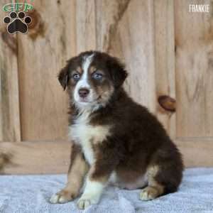 Frankie, Australian Shepherd Puppy