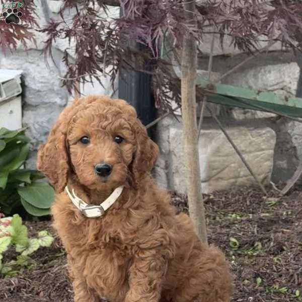 Hank, Goldendoodle Puppy