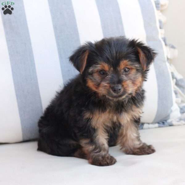 Piper, Yorkie Puppy