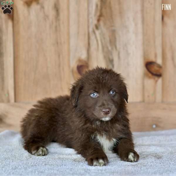 Finn, Australian Shepherd Puppy