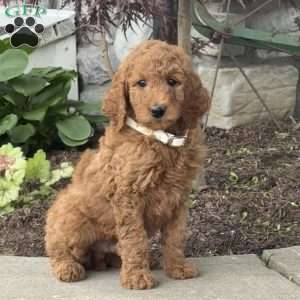 Hank, Goldendoodle Puppy