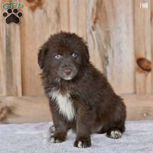 Finn, Australian Shepherd Puppy