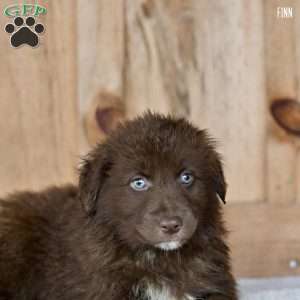 Finn, Australian Shepherd Puppy