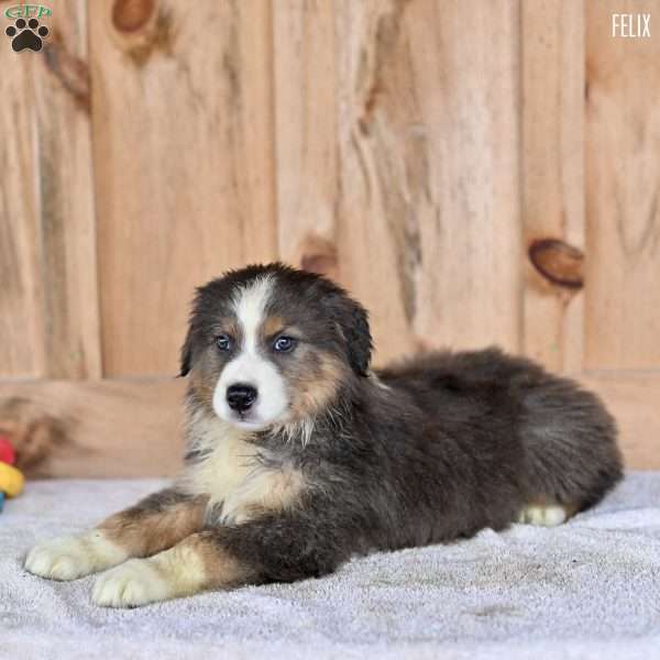 Felix, Australian Shepherd Puppy