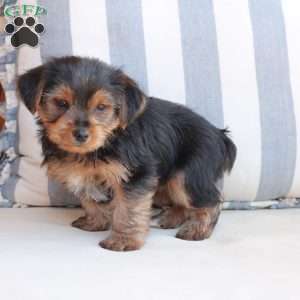Bentley, Yorkie Puppy