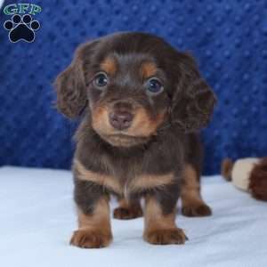 Samantha, Dachshund Puppy