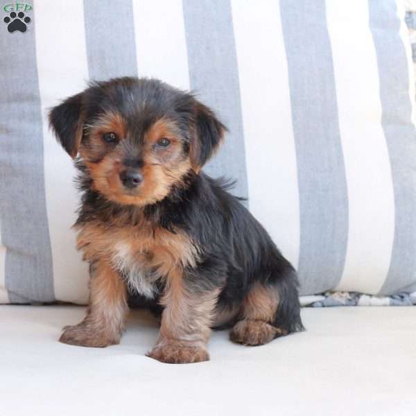 Bentley, Yorkie Puppy