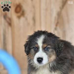 Felix, Australian Shepherd Puppy