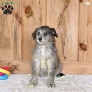 Faith, Australian Shepherd Puppy