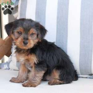 Bentley, Yorkie Puppy