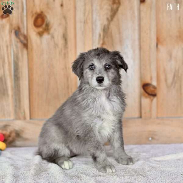 Faith, Australian Shepherd Puppy