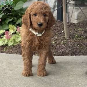 Hank, Goldendoodle Puppy