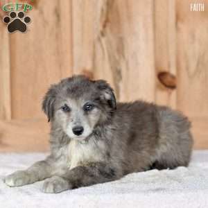 Faith, Australian Shepherd Puppy