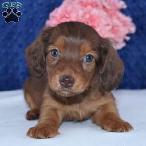 Shelly, Dachshund Puppy