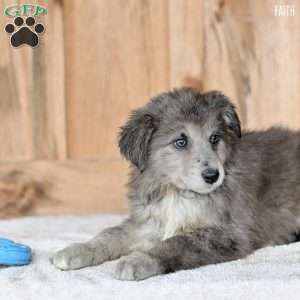 Faith, Australian Shepherd Puppy