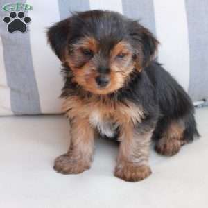 Bentley, Yorkie Puppy