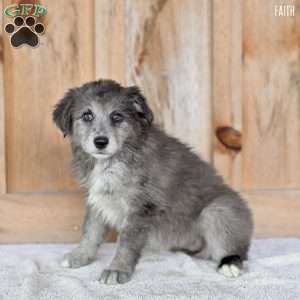 Faith, Australian Shepherd Puppy