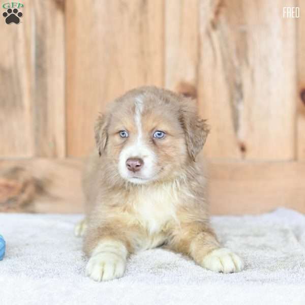 Fred, Australian Shepherd Puppy