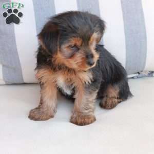Bentley, Yorkie Puppy