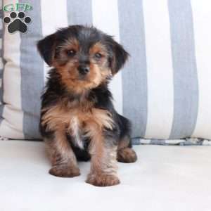 Bentley, Yorkie Puppy